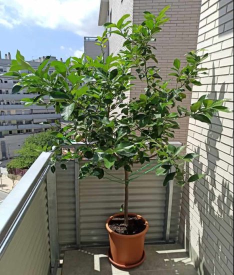 limoneros en macetas