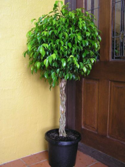 ficus en maceta