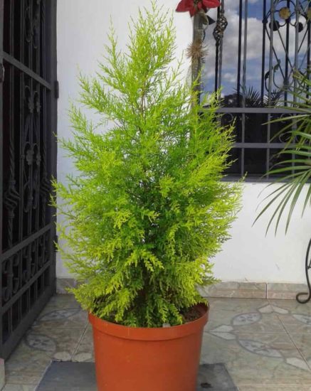 arboles para macetas