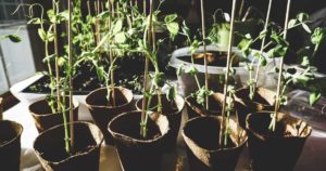 Cómo regar las plantas si estamos fuera de casa 7