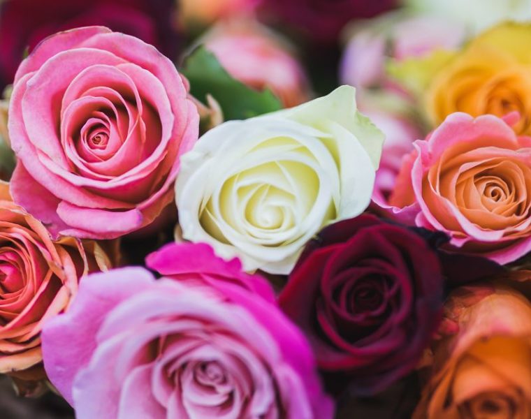 Cuál es el significado del color de las rosas