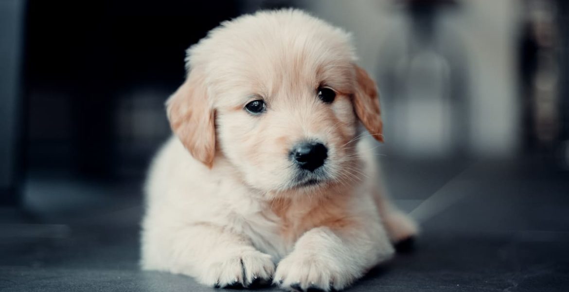 como entrenar a un cachorro