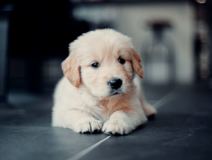 como entrenar a un cachorro