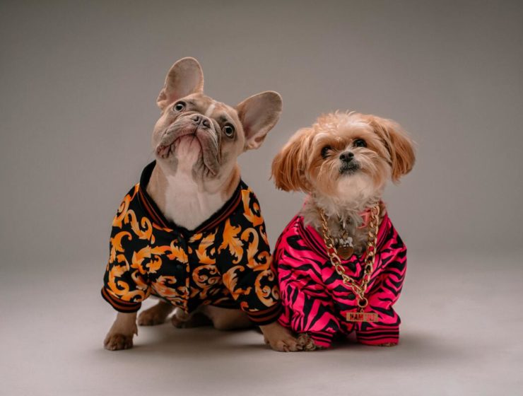 Frío de perros: ¿Debo abrigar a mi mascota en invierno?