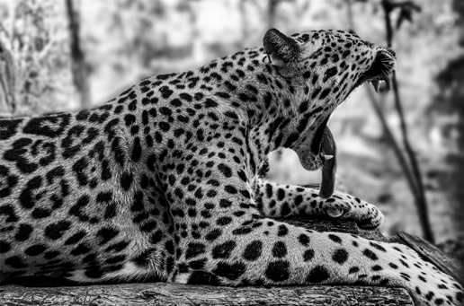 fotografías artisticas motorola