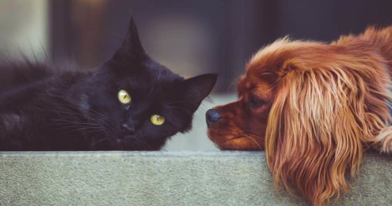 gato negro y perro gato negro y perro
