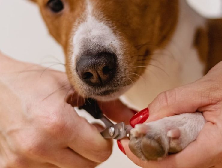 cómo cortarle las uñas a un perro
