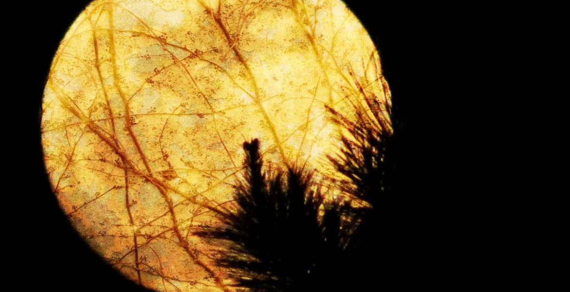 Luna nueva del 20 de febrero: cuáles son sus predicciones 8