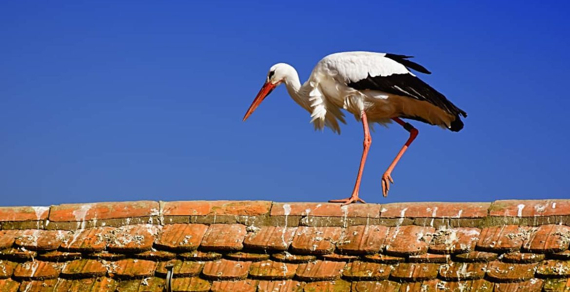Fábula de la cigüeña: de dónde viene y por qué es tan popular 11