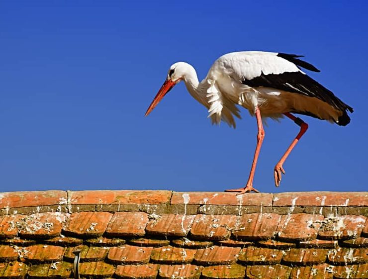 Fábula de la cigüeña: de dónde viene y por qué es tan popular 2