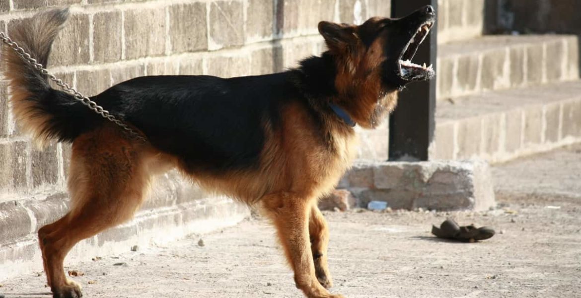 Por qué los perros les ladran a algunas personas (y a otras no) 6