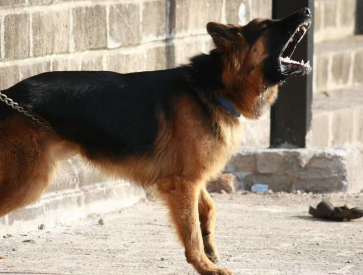 Por qué los perros les ladran a algunas personas (y a otras no) 2