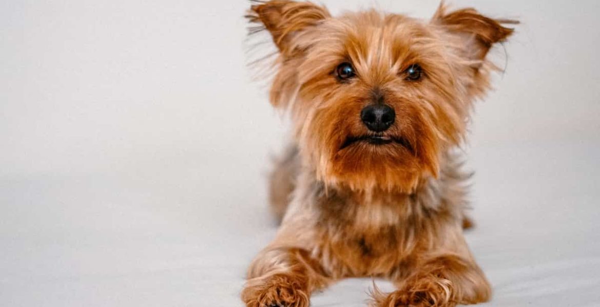 Yorkshire terrier perros mascotas adoptar animales