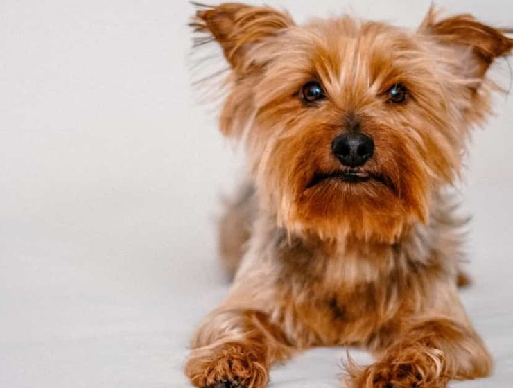 Yorkshire terrier perros mascotas adoptar animales
