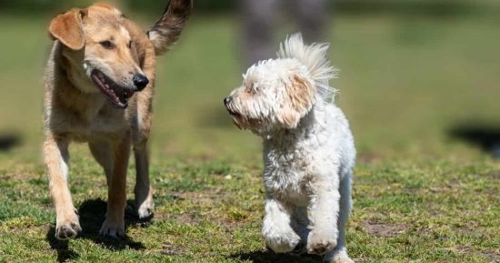 Edad de una mascota en años humanos: respuesta de veterinario 9 Edad de una mascota en años humanos: respuesta de veterinario 9