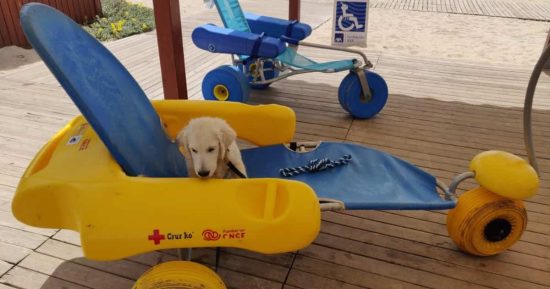 Chui: el primer perro salvavidas que trabaja para Cruz Roja 12