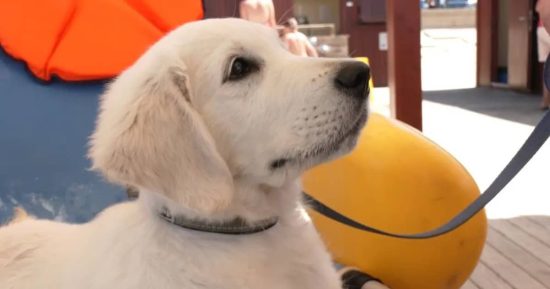 Chui: el primer perro salvavidas que trabaja para Cruz Roja 10