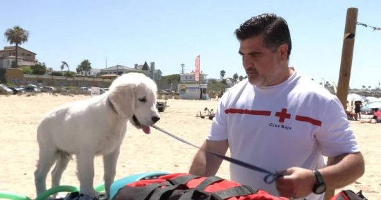 Chui: el primer perro salvavidas que trabaja para Cruz Roja 9