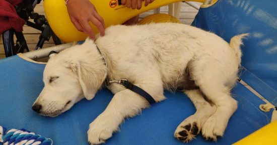 Chui: el primer perro salvavidas que trabaja para Cruz Roja 8