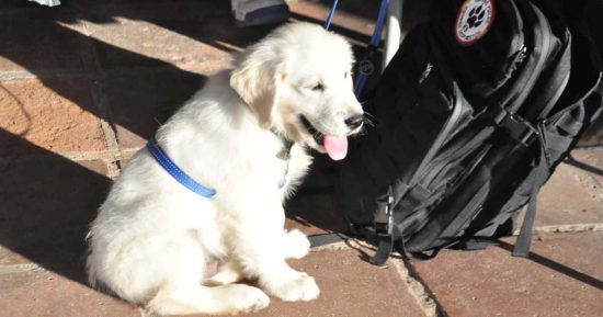 Chui: el primer perro salvavidas que trabaja para Cruz Roja 13