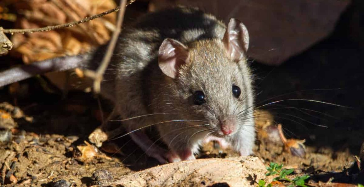 nido de ratas en casa