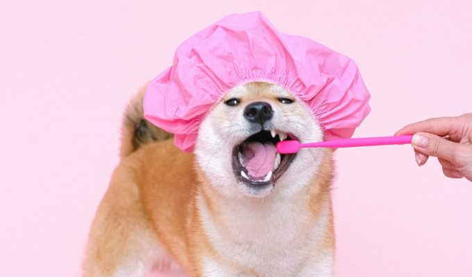 lavarle los dientes a tu mascota