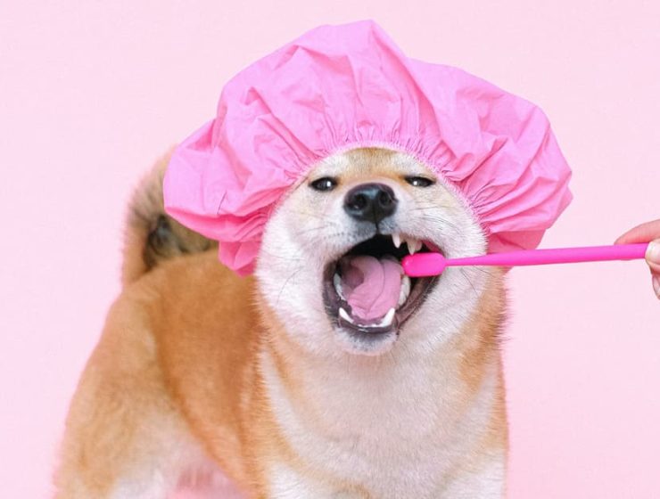 lavarle los dientes a tu mascota