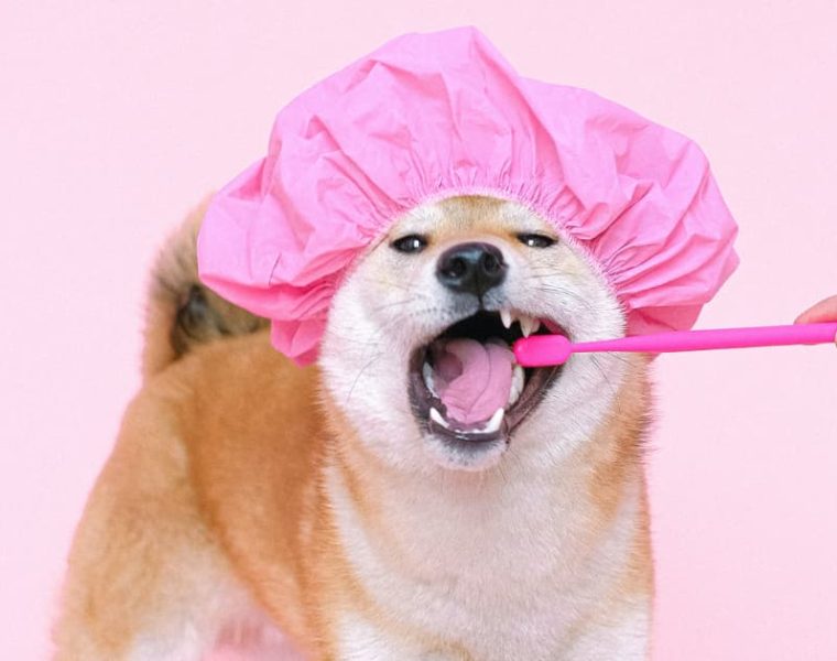 lavarle los dientes a tu mascota