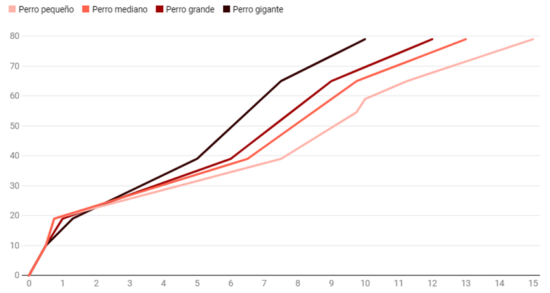 Edad de una mascota en años humanos: respuesta de veterinario 13 Edad de una mascota en años humanos: respuesta de veterinario 13