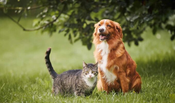 Edad de una mascota en años humanos: respuesta de veterinario 4
