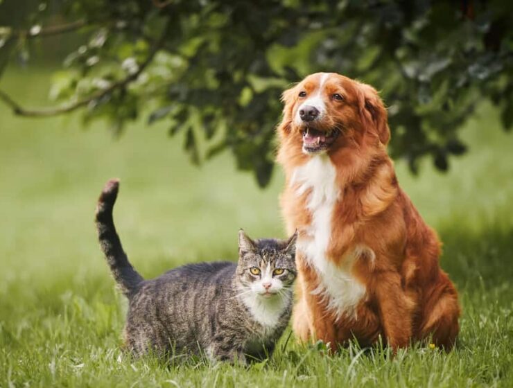 Edad de una mascota en años humanos: respuesta de veterinario 1