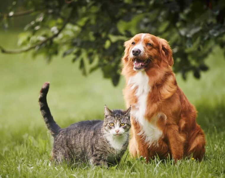 Edad de una mascota en años humanos: respuesta de veterinario 1