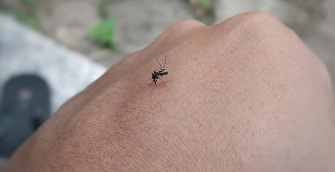 repelente mosquitos natural