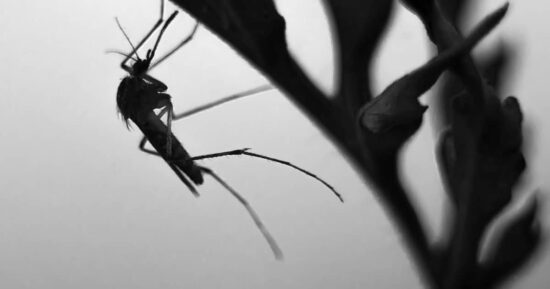 repelente casero para zancudos con alcohol