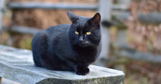 gato negro de mascota gato negro de mascota