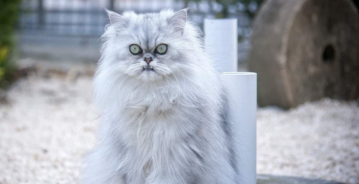 Razas de gatos que no recomiendan tener en casa 3