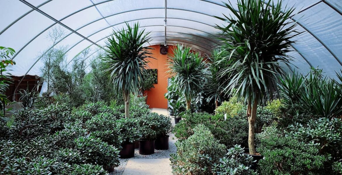 arboles para macetas