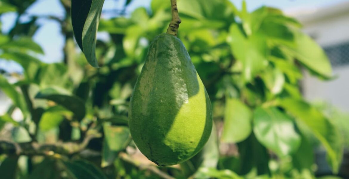 Planta de aguacate: cómo cultivar tu árbol de palta 4