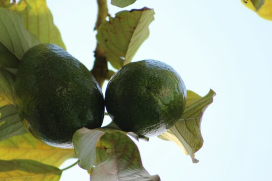 Planta de aguacate: cómo cultivar tu árbol de palta 5