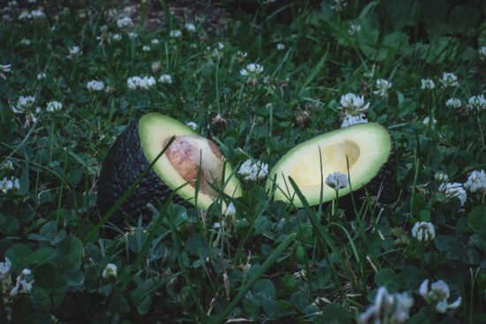 Planta de aguacate: cómo cultivar tu árbol de palta 6