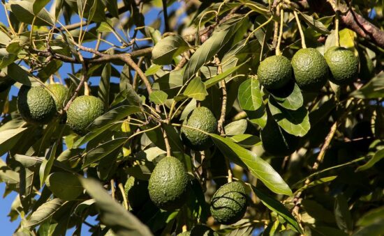 Qué es la persea: las bondades del árbol de aguacate americano 14 planta de avocado