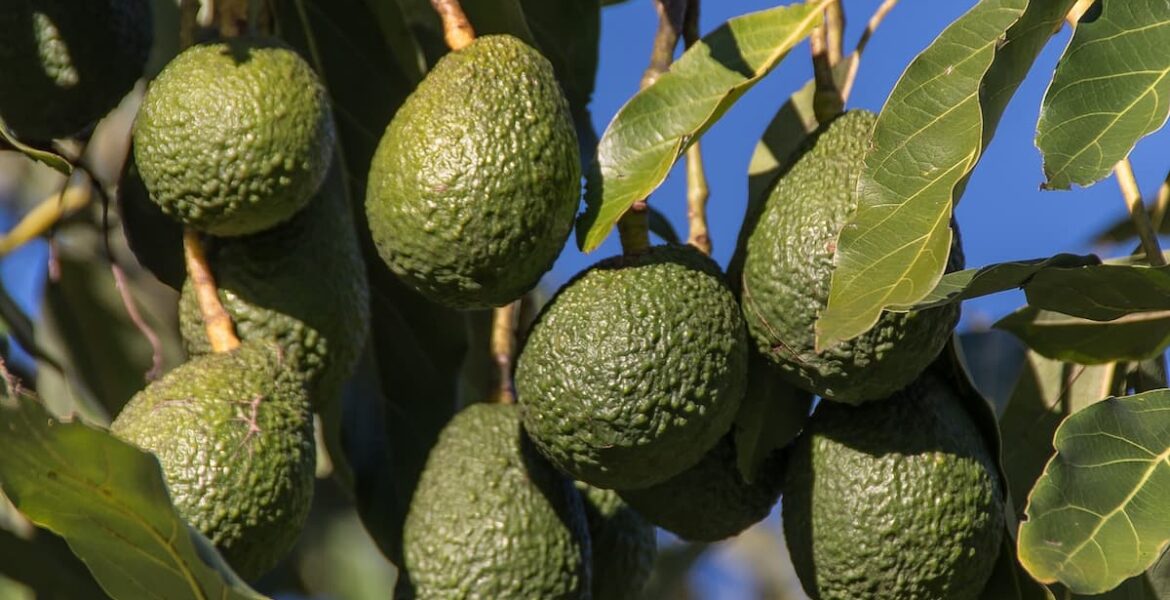 que es la persea arbol