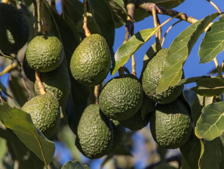 que es la persea arbol