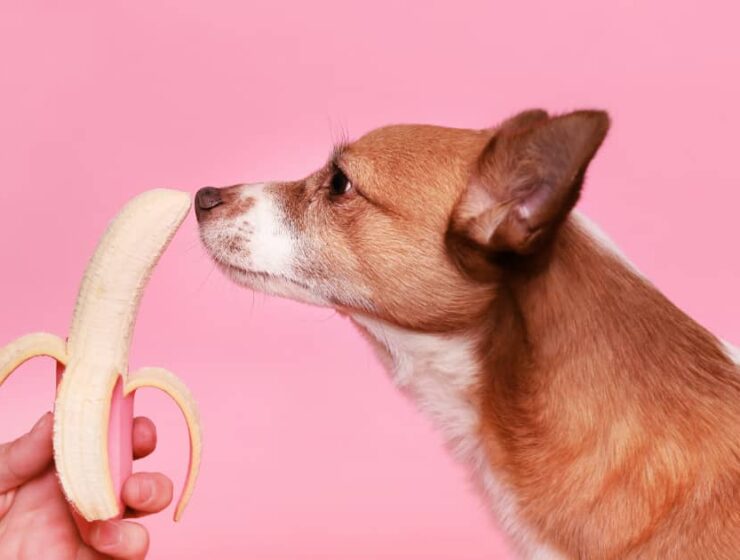 Frutas que pueden comer los perros 2