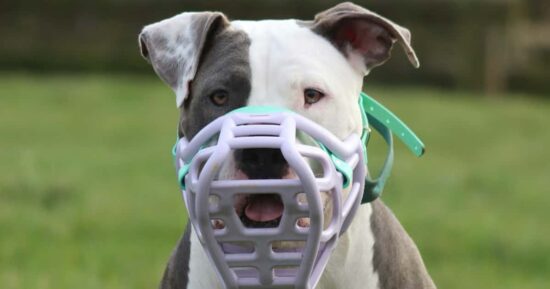 Irlanda prohibirá la raza de perro American Bully XL 4