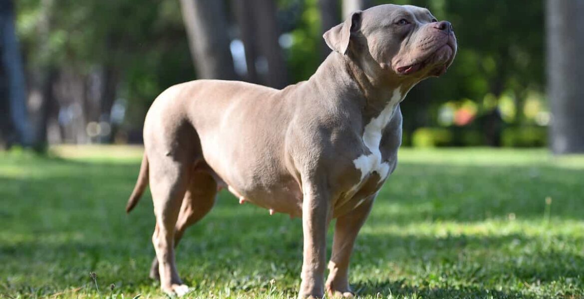 Irlanda prohibirá la raza de perro American Bully XL 3