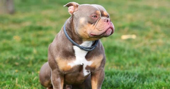 Irlanda prohibirá la raza de perro American Bully XL 5
