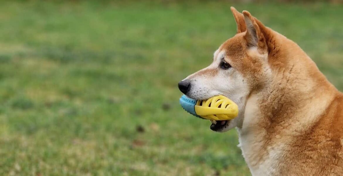 Buscan perros que reconozcan objetos por su nombre: la recompensa 4