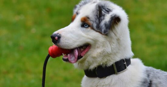 Buscan perros que reconozcan objetos por su nombre: la recompensa 6