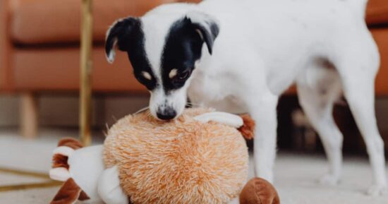 Buscan perros que reconozcan objetos por su nombre: la recompensa 7